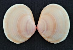 Semele purpurascens