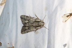 Catocala coccinata