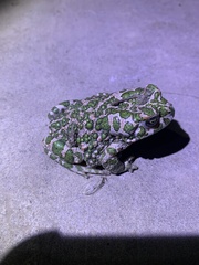 Bufotes viridis sitibundus