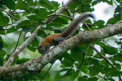 Callosciurus caniceps