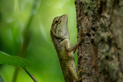 Calotes emma