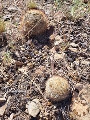 Pediocactus simpsonii