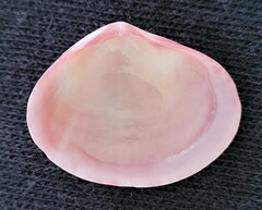 Semele bellastriata