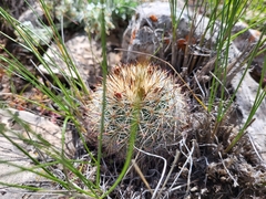 Pediocactus simpsonii
