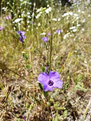 Clarkia tenella