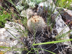 Pediocactus simpsonii
