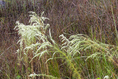 Eupatorium leptophyllum