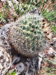 Pediocactus simpsonii