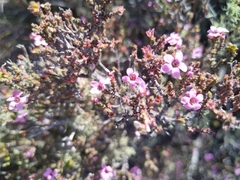 Euryomyrtus ramosissima