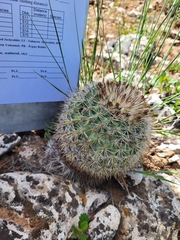 Pediocactus simpsonii