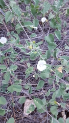 Jacquemontia pringlei