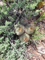 Pediocactus simpsonii