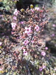 Euryomyrtus ramosissima