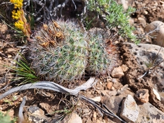 Pediocactus simpsonii
