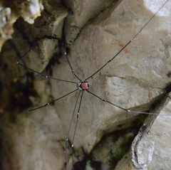 Leiobunum roseum