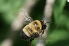 Anthophora bomboides bomboides