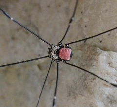 Leiobunum roseum