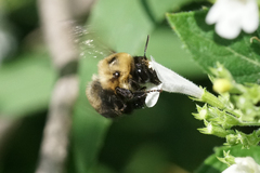 Anthophora bomboides bomboides