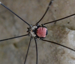 Leiobunum roseum