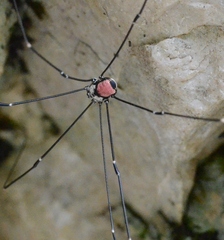 Leiobunum roseum