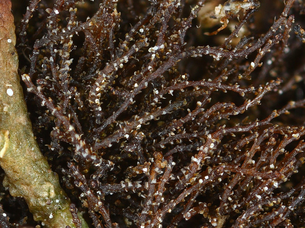 Cephaloziella