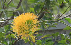 Setophaga tigrina