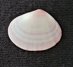 Semele bellastriata