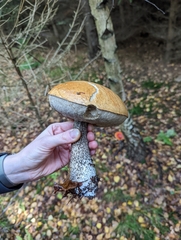 Leccinum