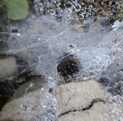 Textrix denticulata