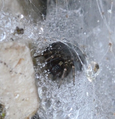 Textrix denticulata
