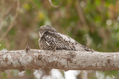 Chordeiles gundlachii