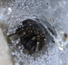 Textrix denticulata