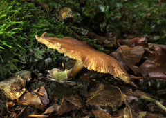 Conocybe exannulata