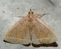 Zanclognatha marcidilinea