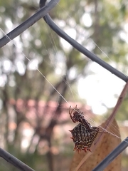 Micrathena