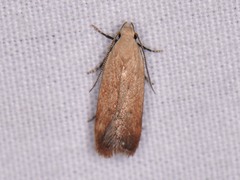 Anacampsis fullonella