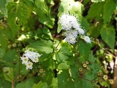 Ageratina glechonophylla