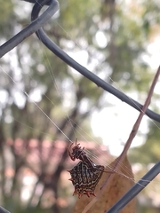 Micrathena