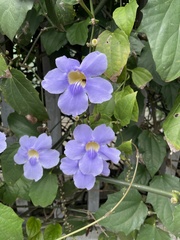 Thunbergia laurifolia