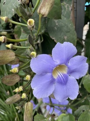 Thunbergia