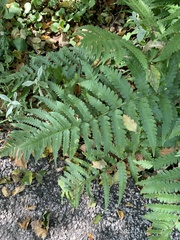 Dryopteris celsa