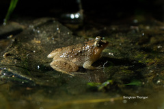 Occidozyga martensii