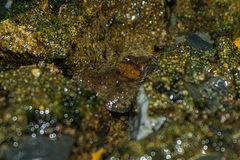 Occidozyga martensii