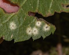 Asteromyia euthamiae
