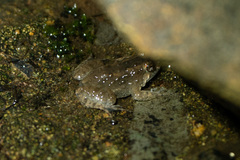 Occidozyga martensii