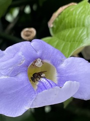 Trigona fulviventris