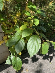 Calycanthus floridus
