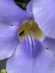 Euglossini