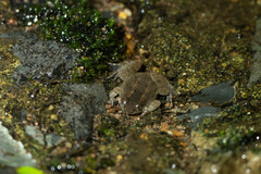 Occidozyga martensii