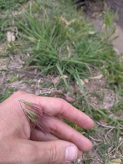 Bouteloua megapotamica